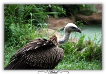 image of vulture