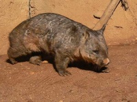 image of wombat #14