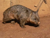 image of wombat