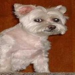 image of animal