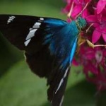 image of animal