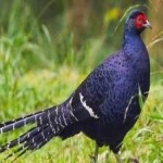 image of bird