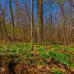 image of forest