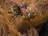 image of anemone_fish