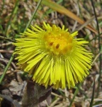 image of flower