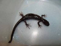image of spotted_salamander