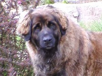 image of animal