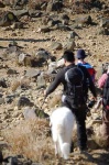 image of borzoi