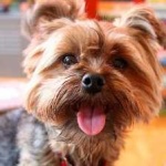 image of animal
