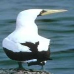 image of bird