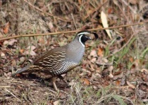 image of quail #28