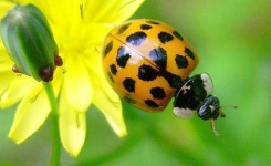image of ladybug