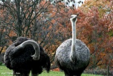 image of ostrich