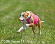 image of ibizan_hound