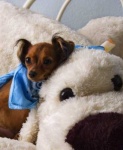 image of toy_terrier