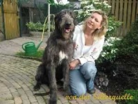 image of irish_wolfhound