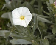 image of flower