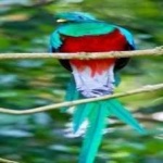 image of bird