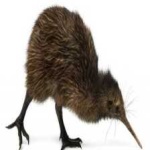image of bird