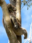 image of koala
