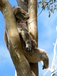 image of koala #20