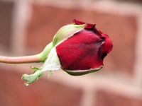 image of rose #34