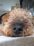 image of airedale #4