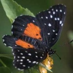 image of animal
