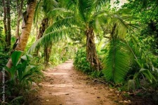image of jungle
