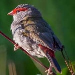 image of bird