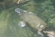 image of platypus