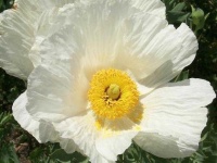 image of flower