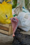 image of animal