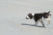image of english_springer