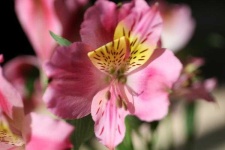 image of flower