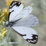 image of animal