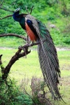 image of peacock