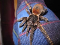 image of tarantula