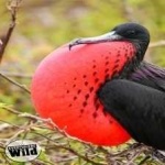 image of bird