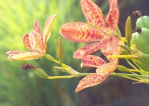 image of flower