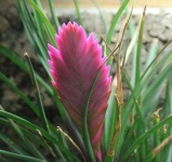 image of flower