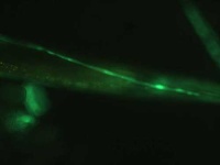 image of nematode