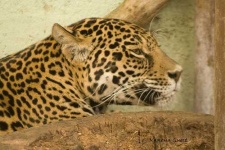 image of jaguar_car
