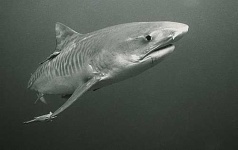 image of tiger_shark