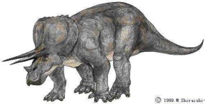 image of triceratops
