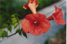 image of flower