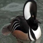 image of bird