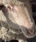 image of animal