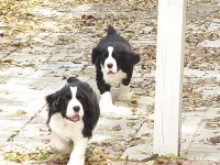 image of english_springer