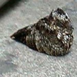 image of bird